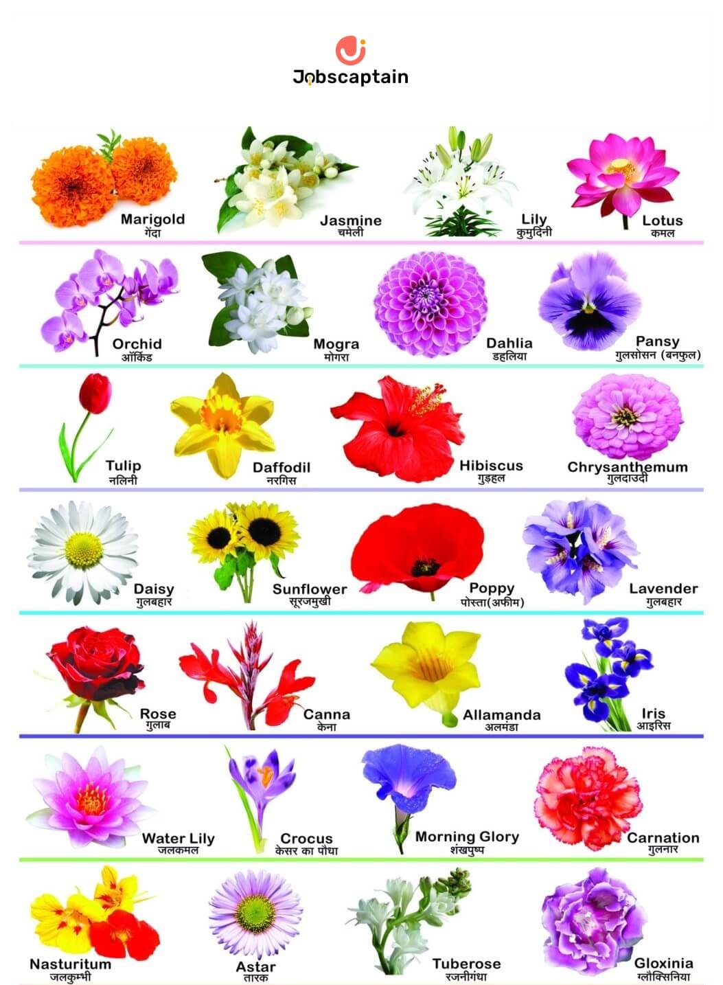 Flowers name in English and Hindi with flower photo